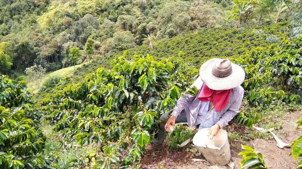 Nutrición integral del cultivo