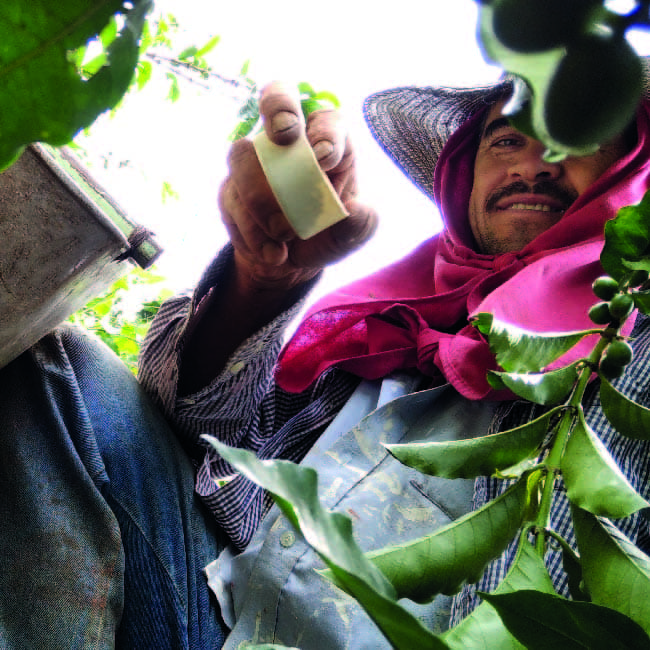Nutrición integral del cultivo