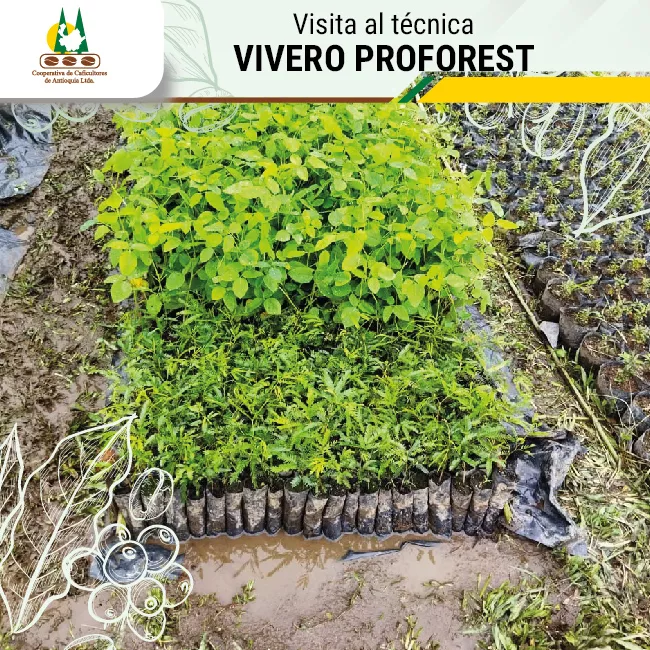 Visita Vivero Proforest