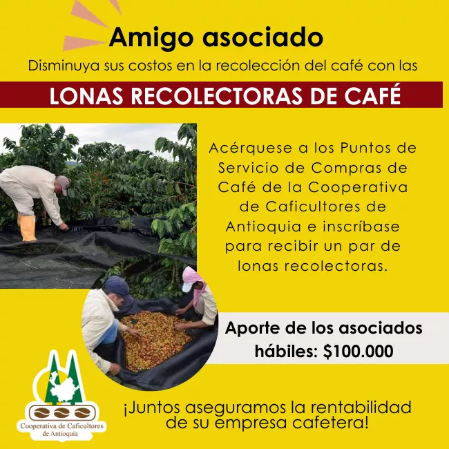 Lonas recolectoras de café